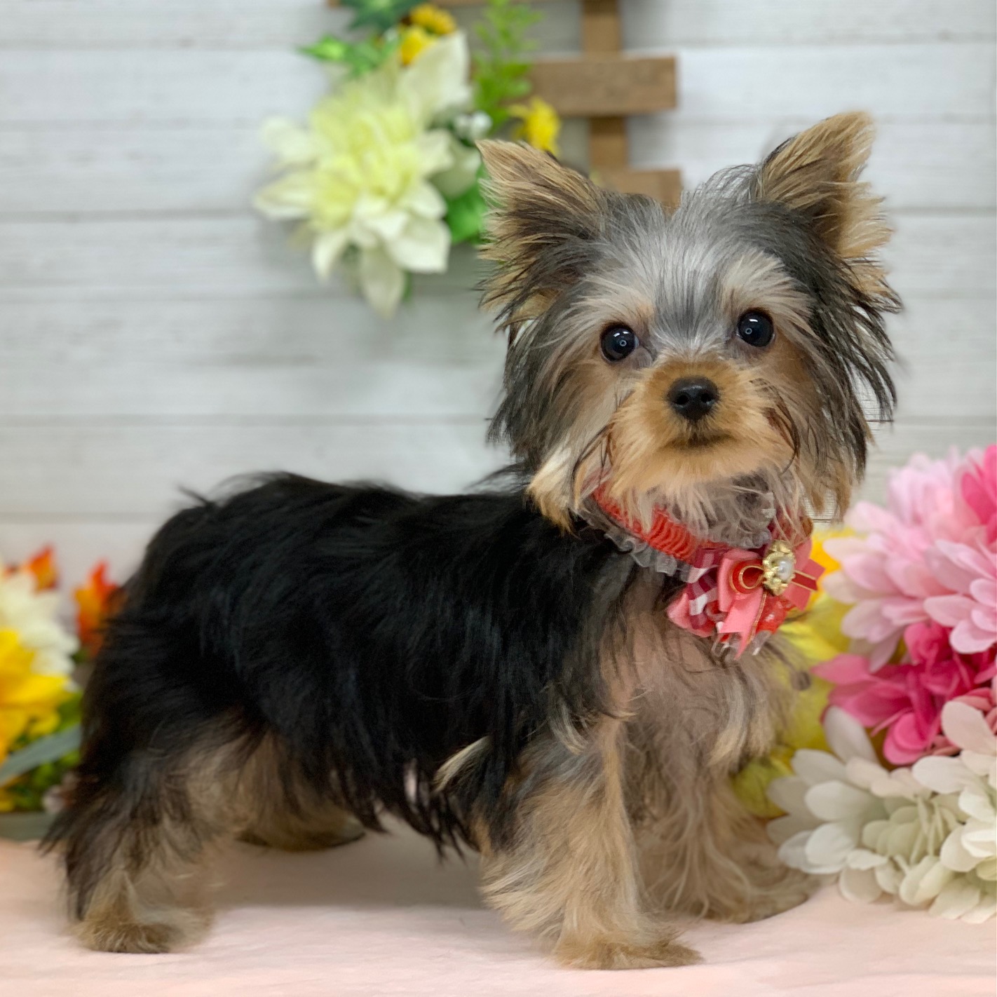 兵庫県のヨークシャーテリア (ペッツワン神戸ひよどり台店/2025年11月20日生まれ/女の子/スチールブルータン)の子犬の3枚目の画像