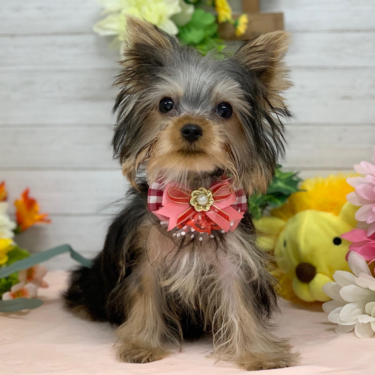 兵庫県のヨークシャーテリア (ペッツワン神戸ひよどり台店/2025年11月20日生まれ/女の子/スチールブルータン)の子犬の1枚目の画像