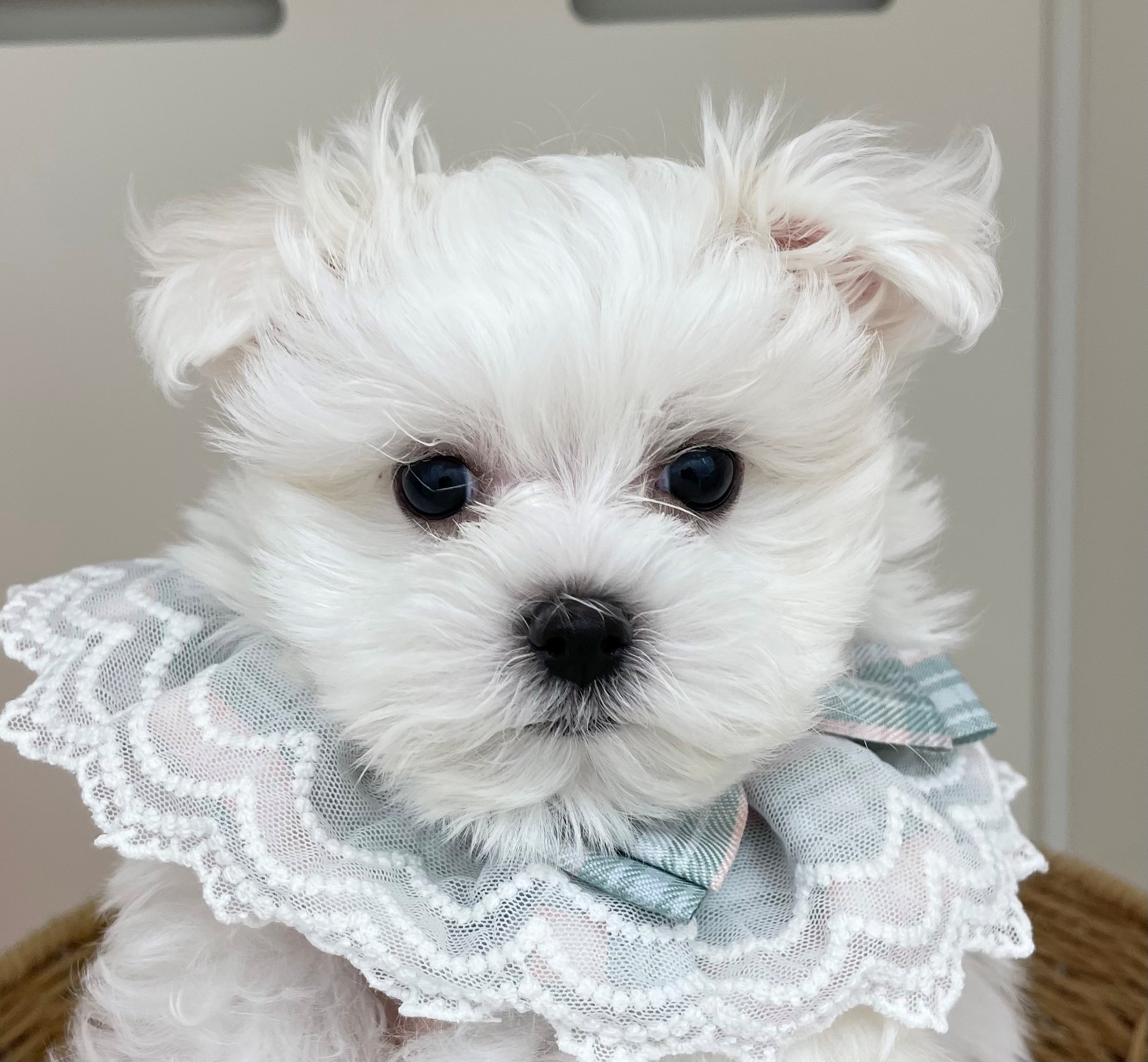 岐阜県のマルチーズ (ペッツワン可児店/2026年1月10日生まれ/男の子/ホワイト)の子犬の1枚目の画像