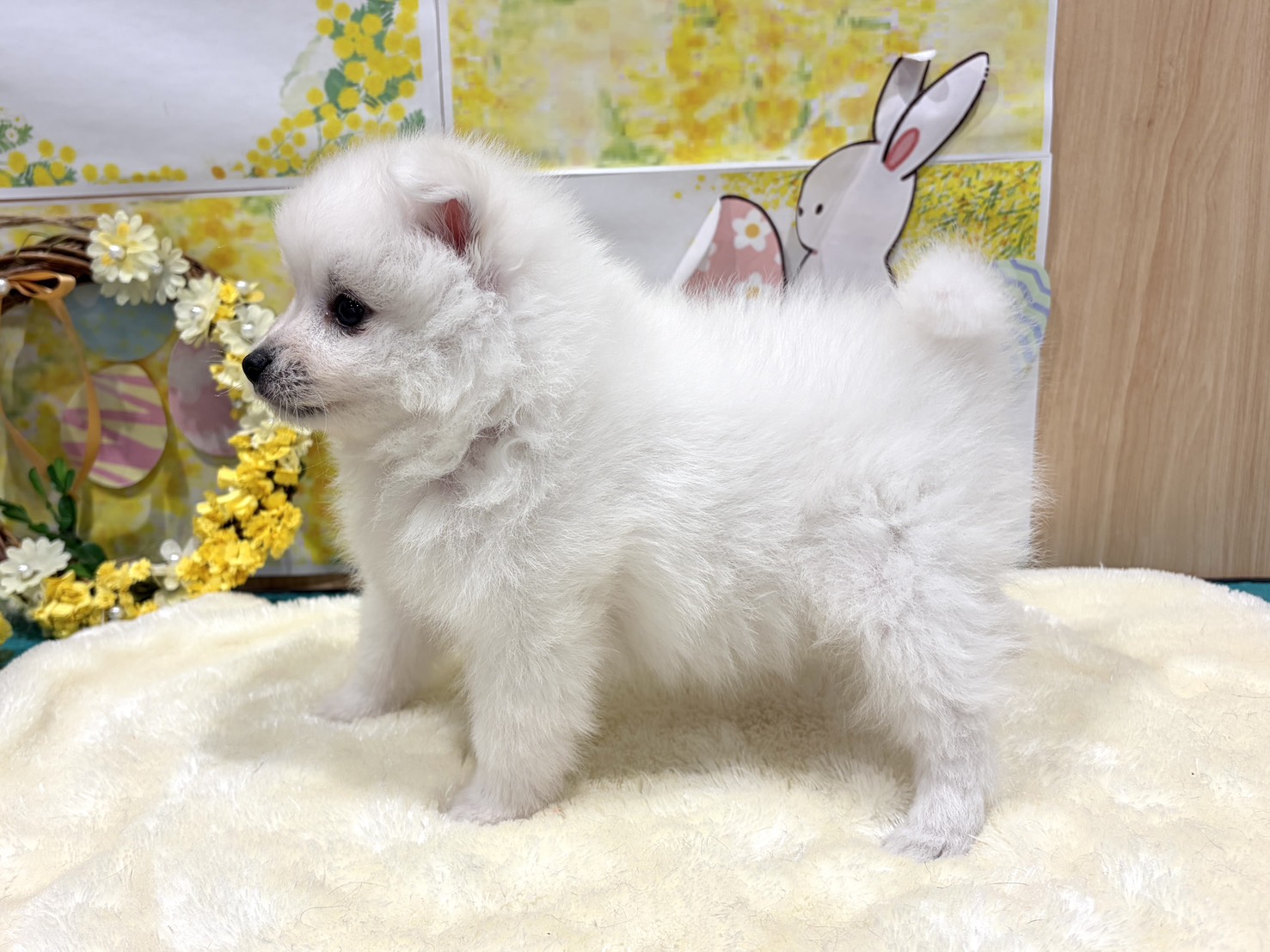 福島県の日本スピッツ (ペッツワン会津若松店/2026年1月24日生まれ/男の子/ホワイト)の子犬の2枚目の画像