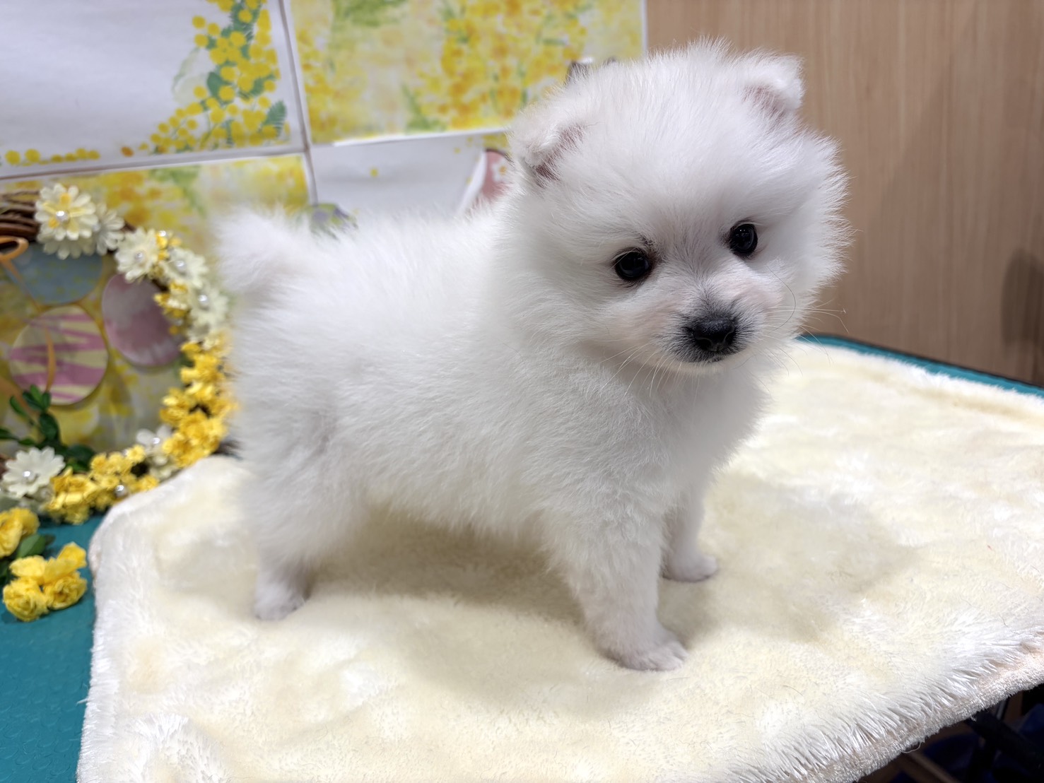 福島県の日本スピッツ (ペッツワン会津若松店/2026年1月24日生まれ/男の子/ホワイト)の子犬の3枚目の画像