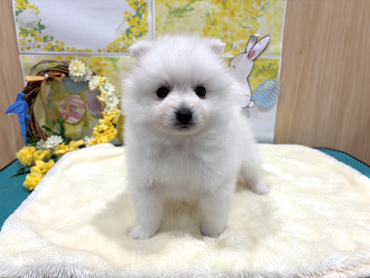 福島県の日本スピッツ (ペッツワン会津若松店/2026年1月24日生まれ/男の子/ホワイト)の子犬の1枚目の画像