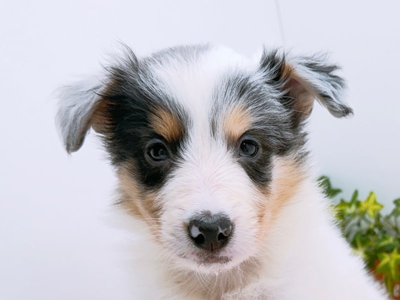 愛知県のハーフ犬・ミックス犬 (ペッツワン小牧店/2026年1月25日生まれ/女の子/ブルーマール)の子犬