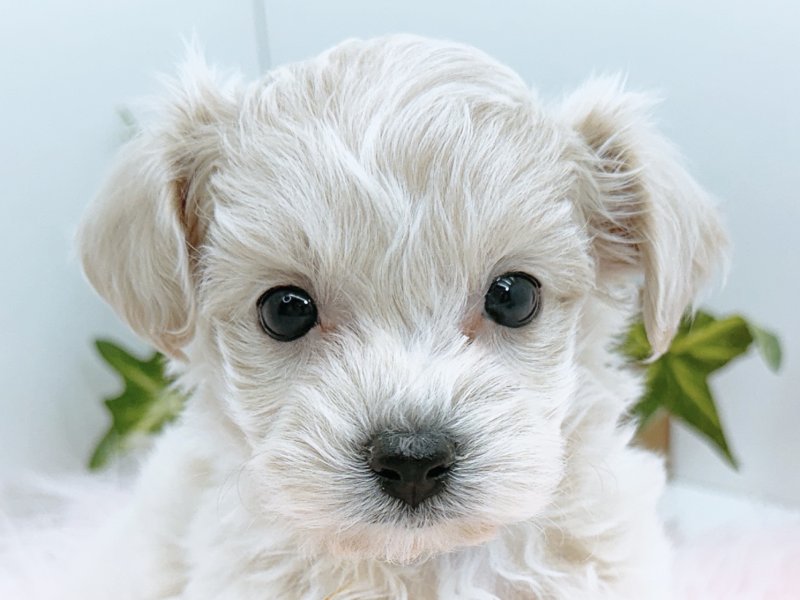 愛知県のハーフ犬・ミックス犬 (ペッツワン小牧店/2026年1月22日生まれ/女の子/アプリコット)の子犬