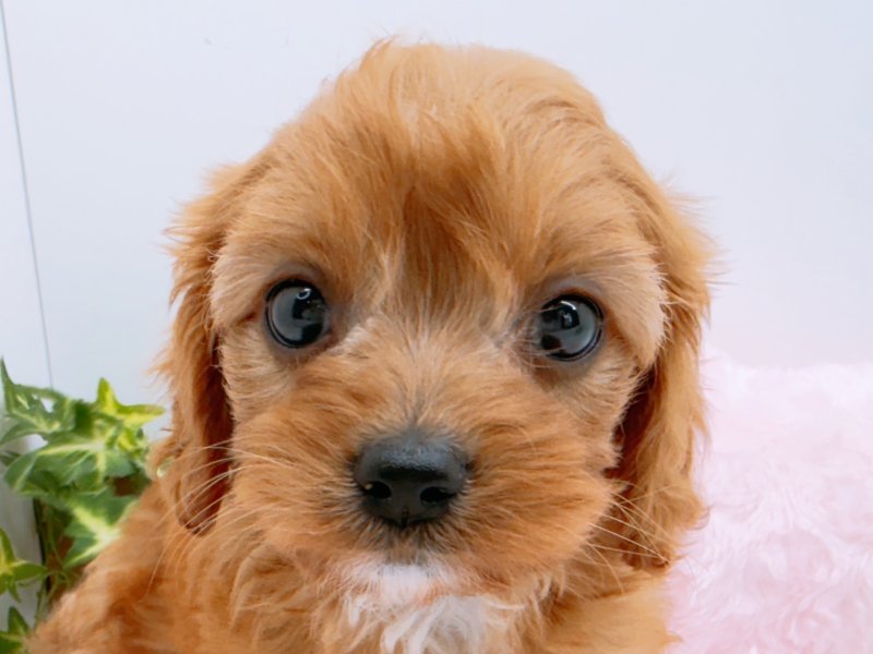 愛知県のハーフ犬・ミックス犬 (ペッツワン小牧店/2026年1月24日生まれ/女の子/レッド)の子犬