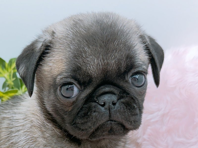 愛知県のパグ (ペッツワン小牧店/2026年1月22日生まれ/男の子/フォーン)の子犬