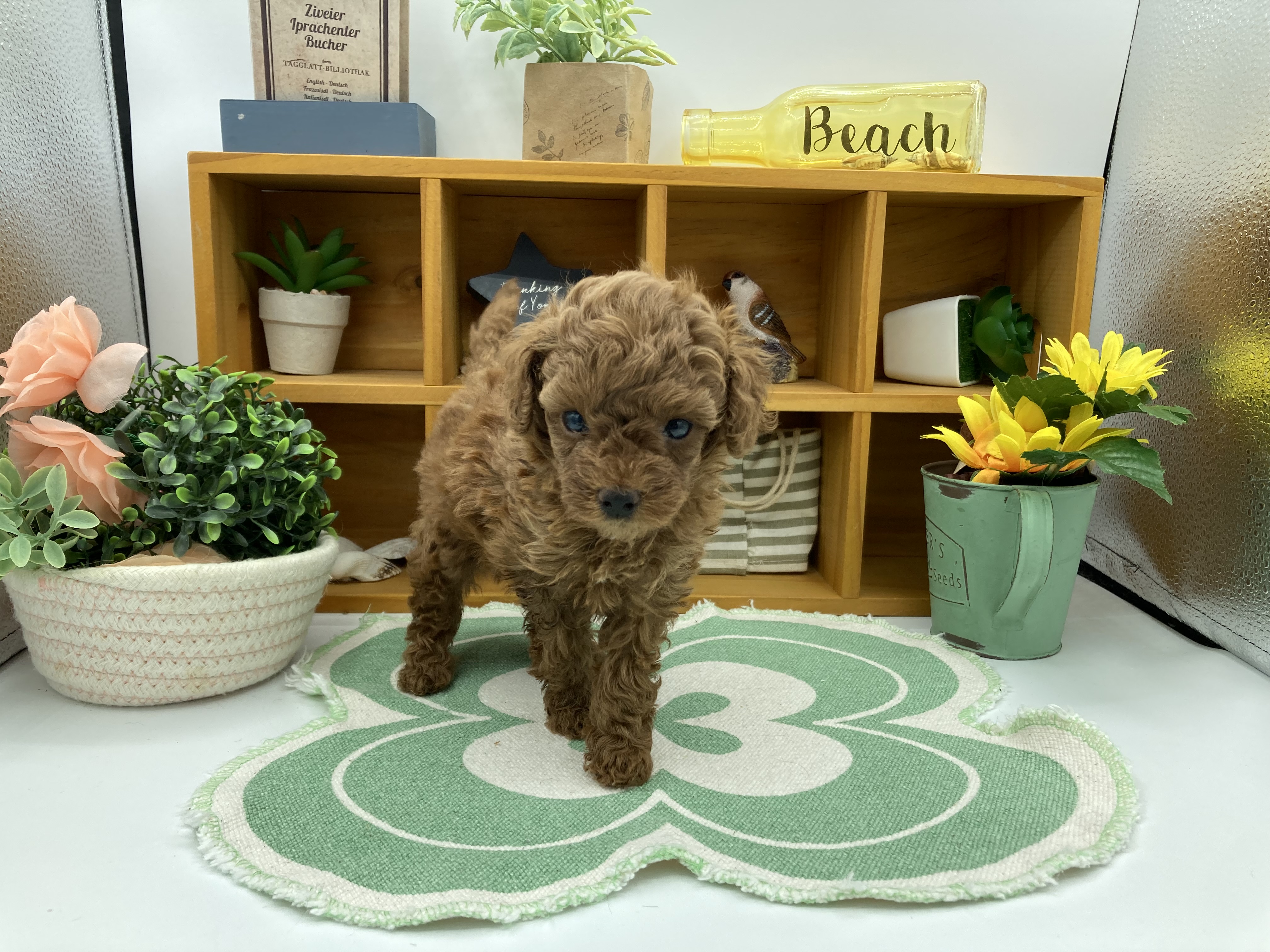 静岡県のトイプードル(トイ) (ペッツワン清水店/2026年1月12日生まれ/男の子/レッド)の子犬