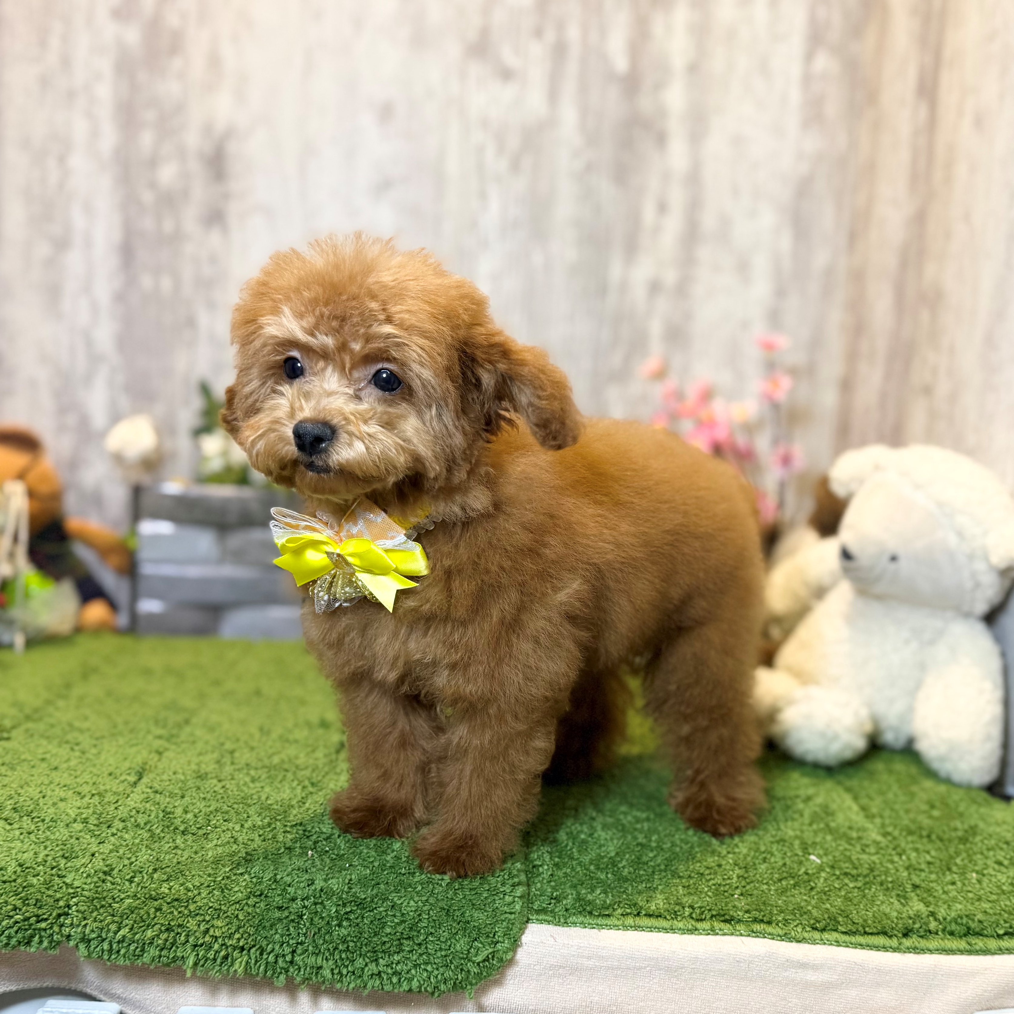 兵庫県のトイプードル(トイ) (ペッツワン姫路大津店/2025年11月25日生まれ/女の子/レッドフォーン)の子犬の2枚目の画像