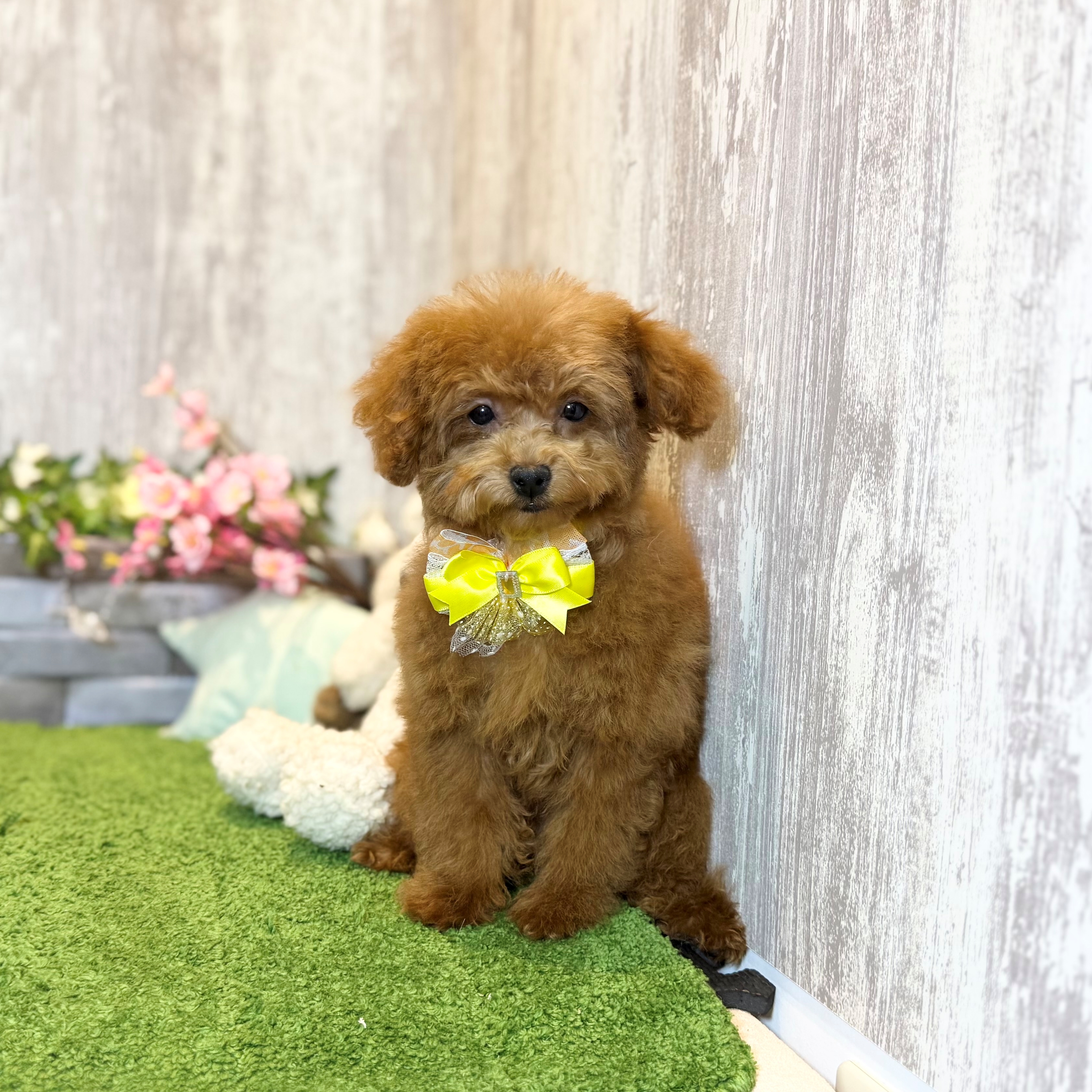 兵庫県のトイプードル(トイ) (ペッツワン姫路大津店/2025年11月25日生まれ/女の子/レッドフォーン)の子犬の1枚目の画像