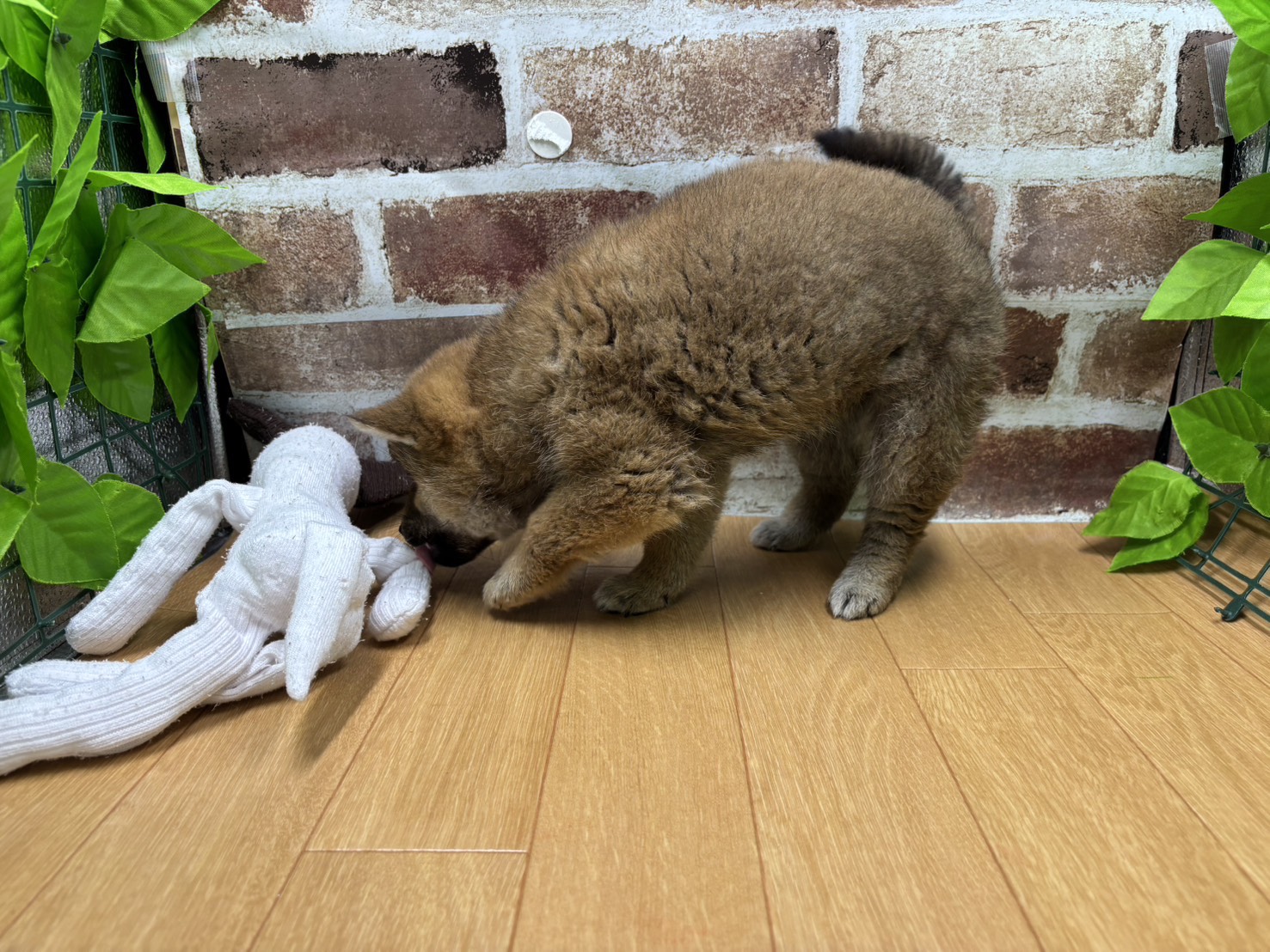 福島県の柴犬(標準サイズ) (ペッツワン白河モール店/2026年1月19日生まれ/女の子/赤)の子犬の3枚目の画像