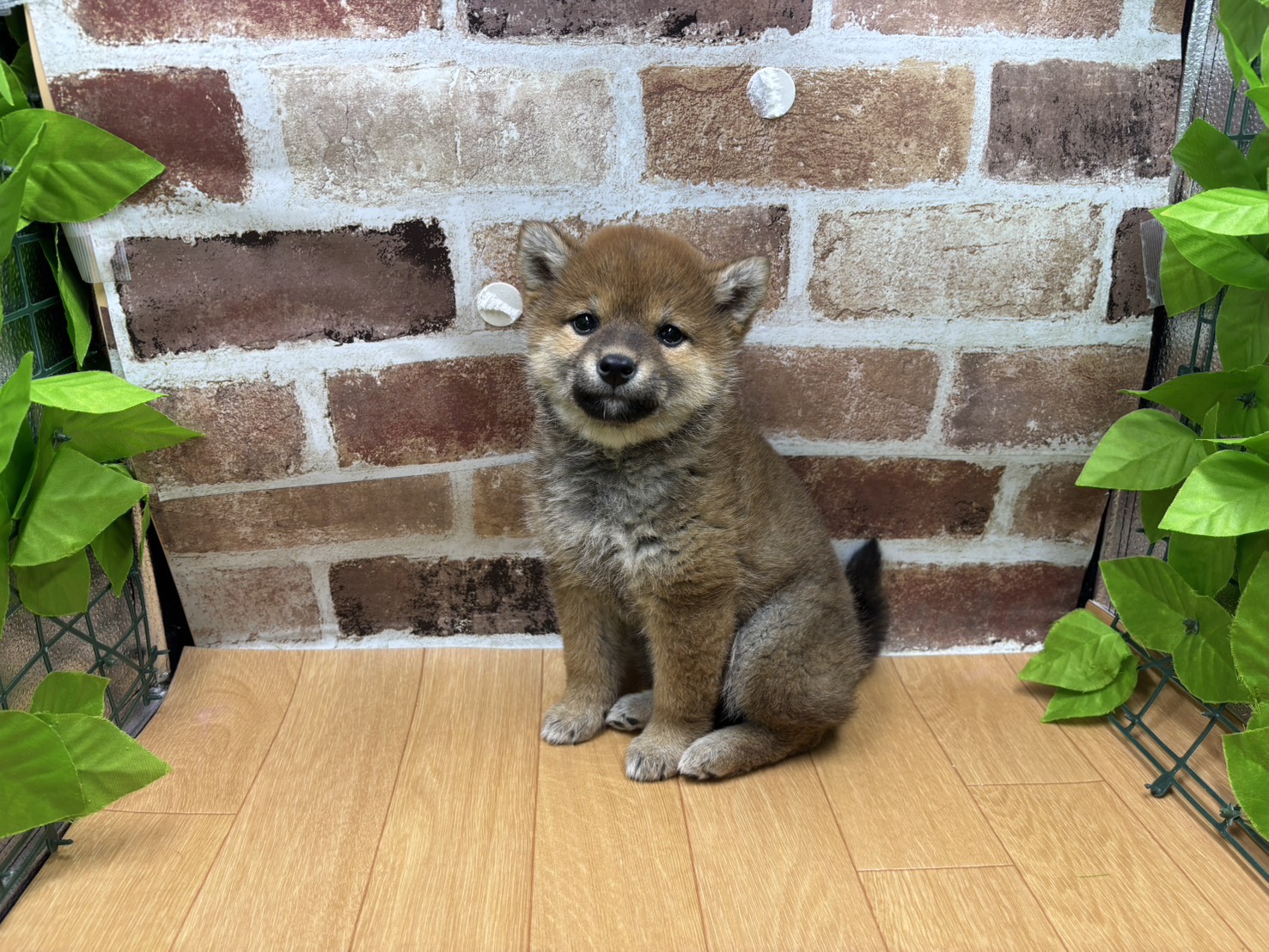 福島県の柴犬(標準サイズ) (ペッツワン白河モール店/2026年1月19日生まれ/女の子/赤)の子犬の1枚目の画像