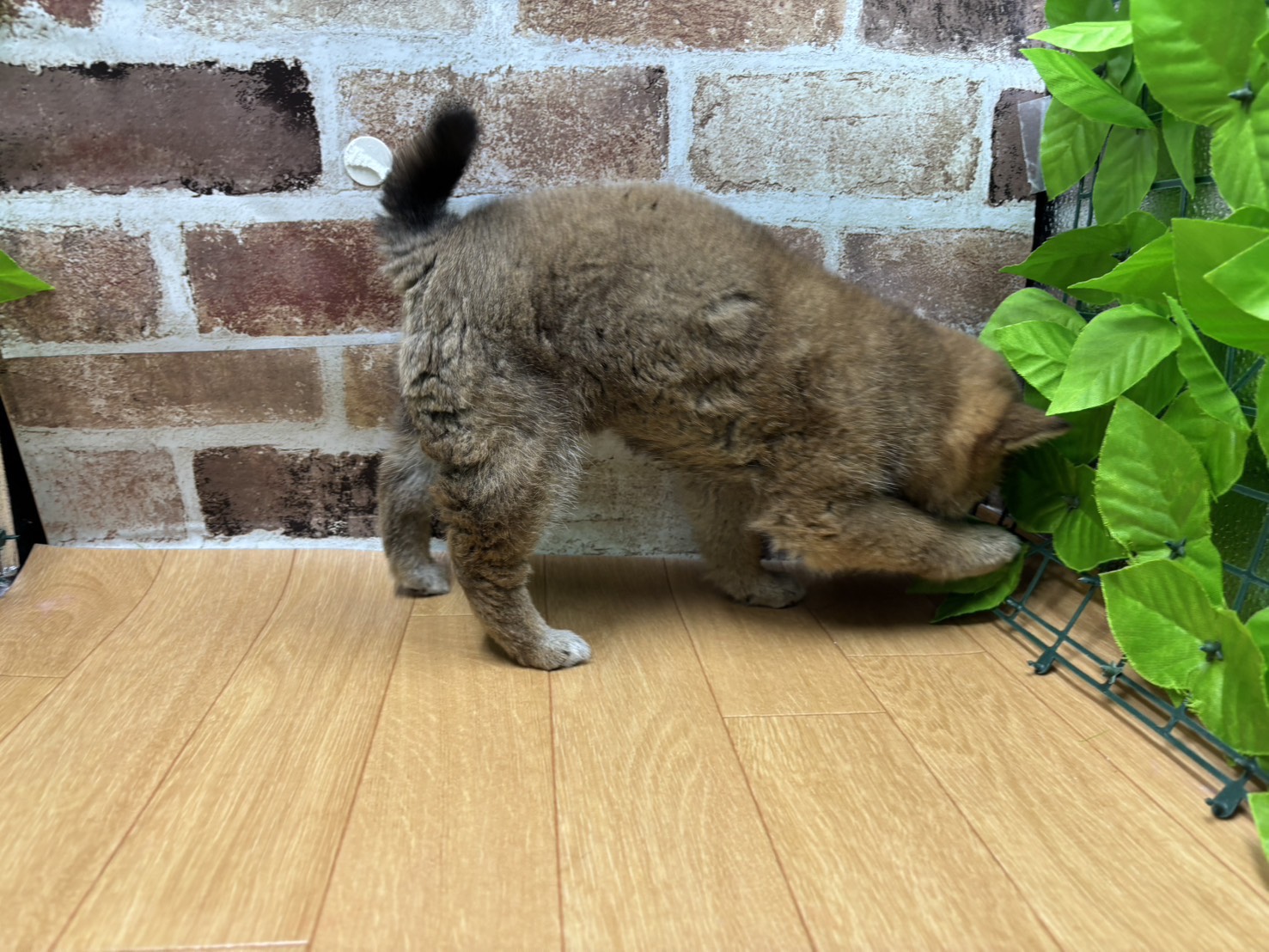 福島県の柴犬(標準サイズ) (ペッツワン白河モール店/2026年1月19日生まれ/女の子/赤)の子犬の2枚目の画像