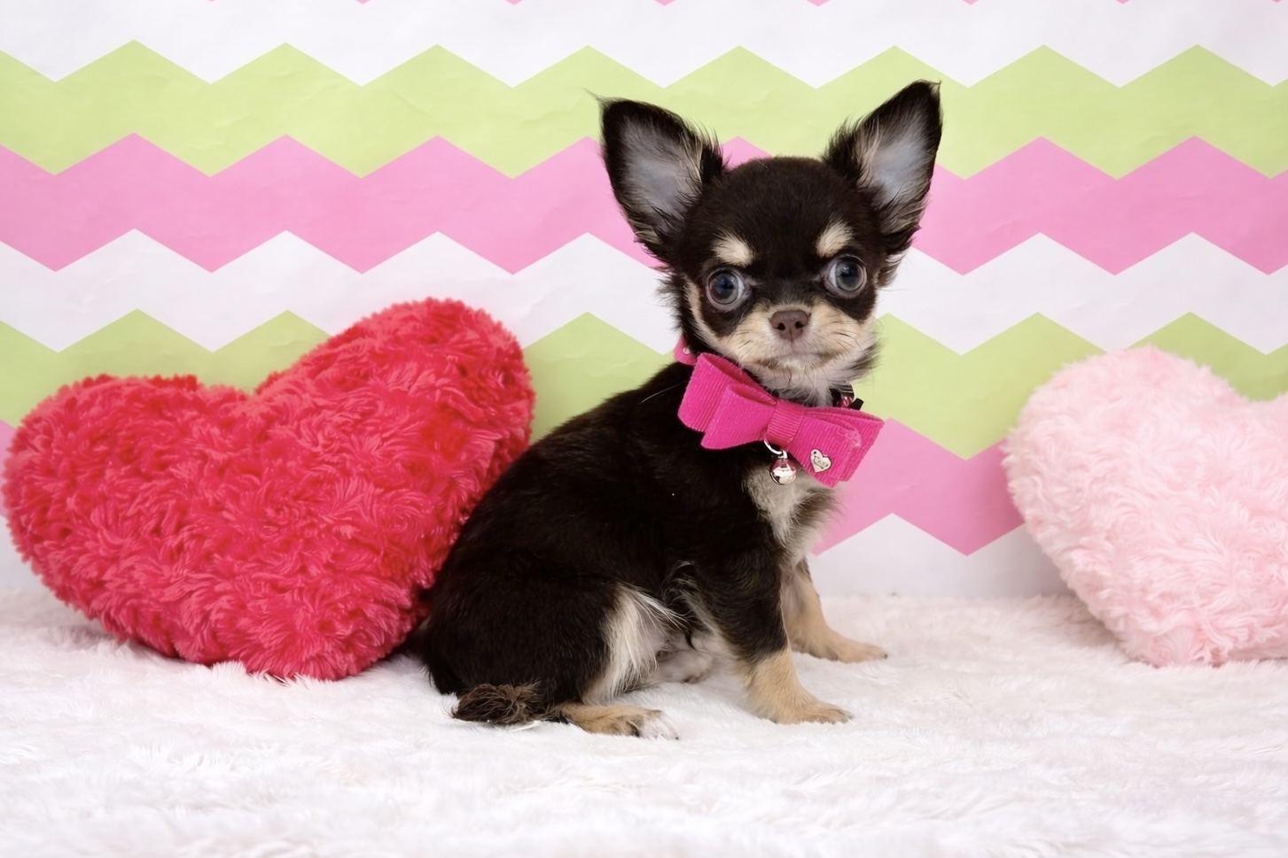 兵庫県のチワワ(ロング) (ペッツワン神戸深江浜店/2026年1月20日生まれ/女の子/チョコレートタン)の子犬の2枚目の画像