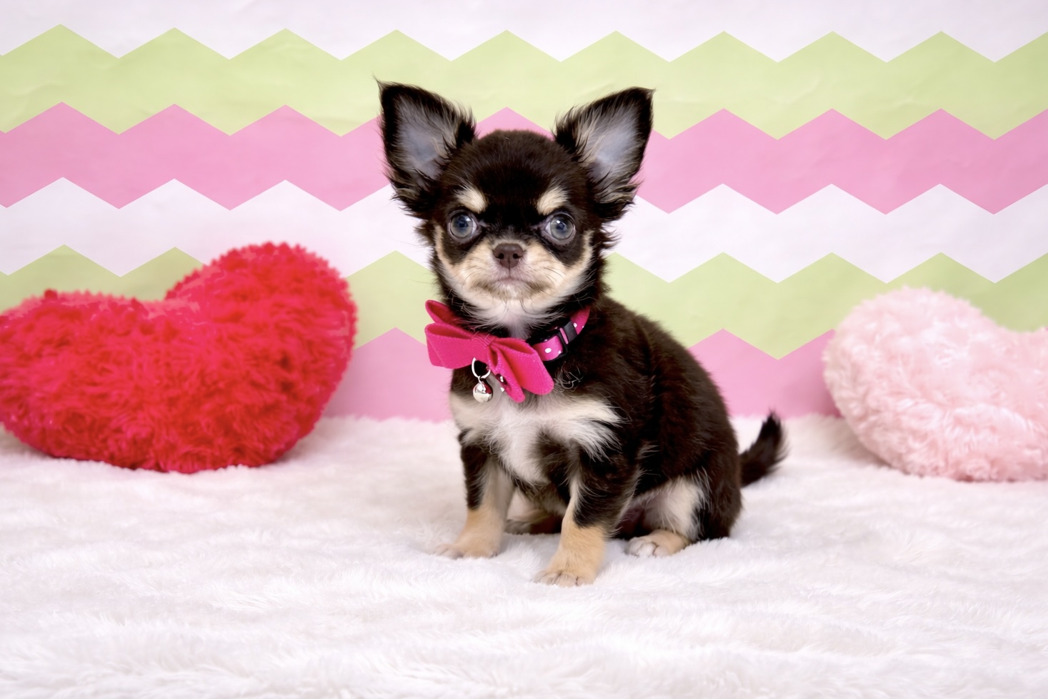 兵庫県のチワワ(ロング) (ペッツワン神戸深江浜店/2026年1月20日生まれ/女の子/チョコレートタン)の子犬の1枚目の画像