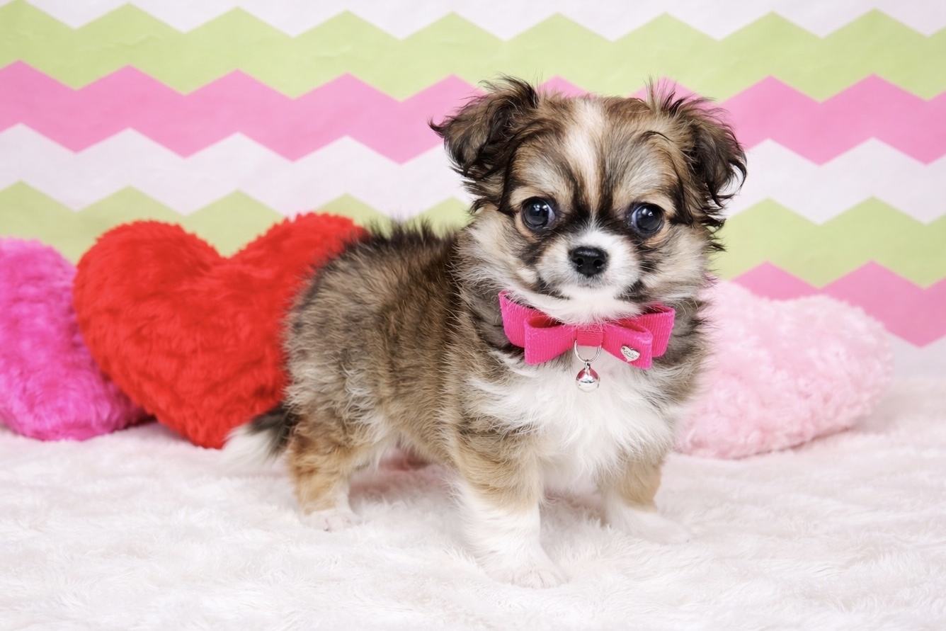 兵庫県のチワワ(ロング) (ペッツワン神戸深江浜店/2026年1月21日生まれ/女の子/レッドホワイト)の子犬の2枚目の画像