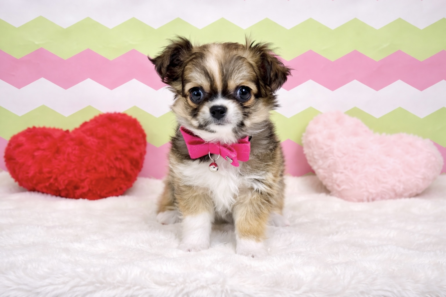 兵庫県のチワワ(ロング) (ペッツワン神戸深江浜店/2026年1月21日生まれ/女の子/レッドホワイト)の子犬の1枚目の画像