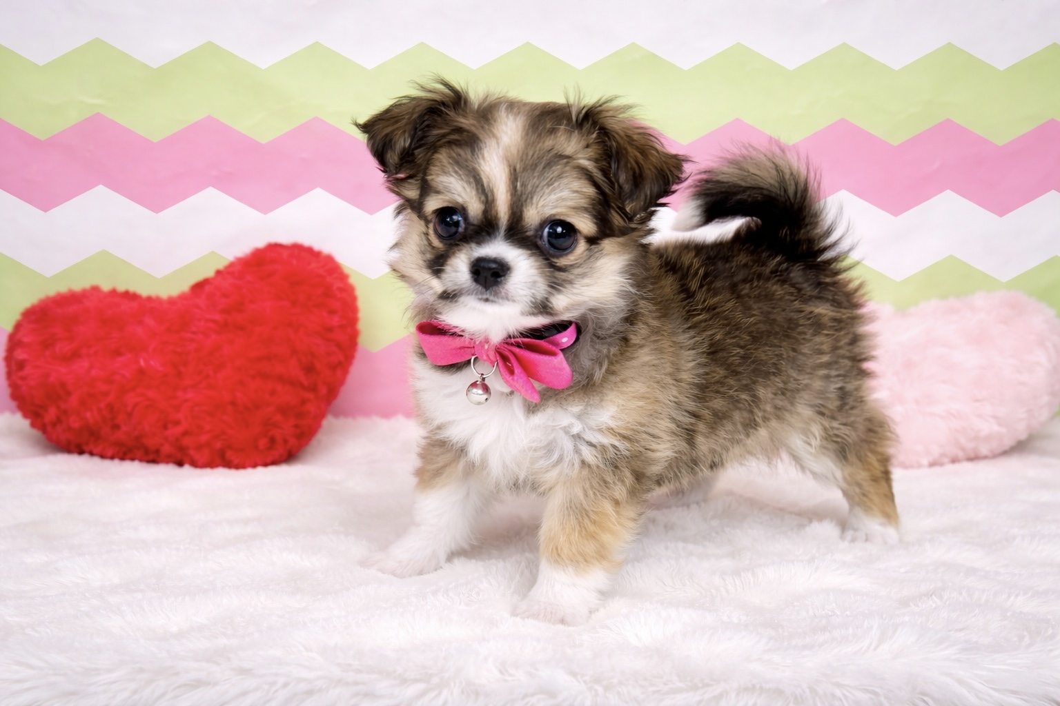 兵庫県のチワワ(ロング) (ペッツワン神戸深江浜店/2026年1月21日生まれ/女の子/レッドホワイト)の子犬の3枚目の画像