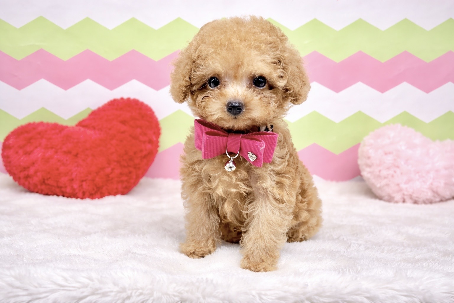 兵庫県のトイプードル(トイ) (ペッツワン神戸深江浜店/2026年1月20日生まれ/女の子/オレンジフォーン)の子犬