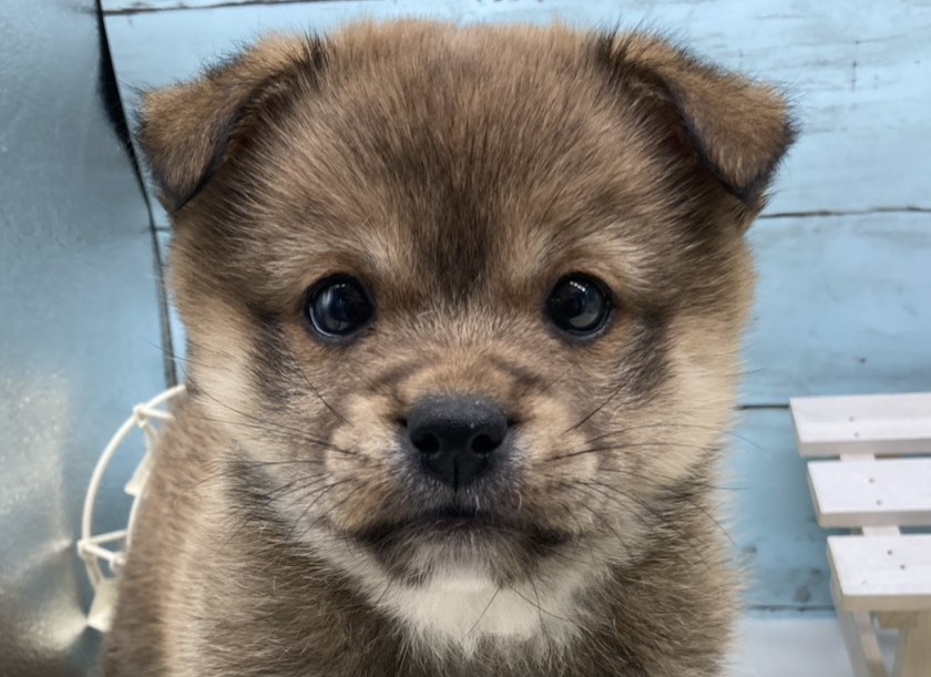 静岡県のハーフ犬・ミックス犬 (ペッツワン藤枝店/2026年1月12日生まれ/男の子/フォーン)の子犬