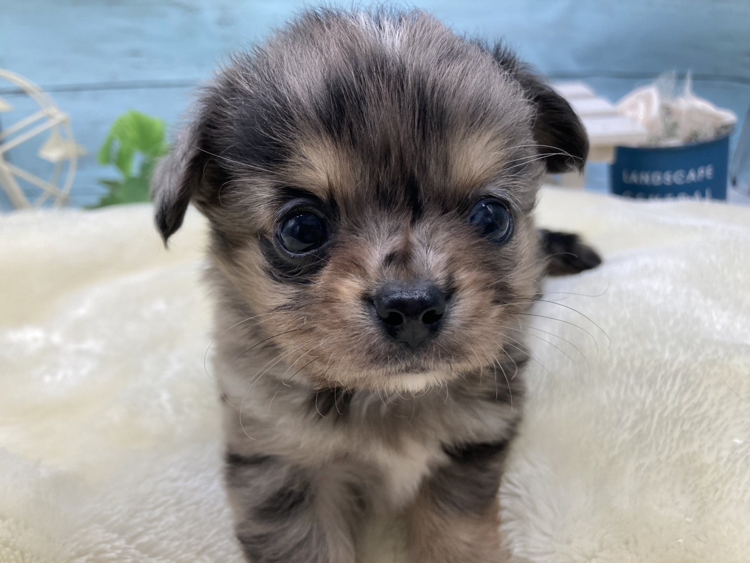 静岡県のチワワ(ロング) (ペッツワン藤枝店/2026年1月24日生まれ/男の子/ブルーマールホワイト)の子犬の3枚目の画像