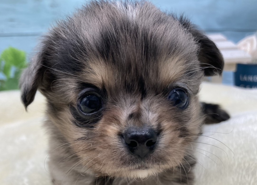 静岡県のチワワ(ロング) (ペッツワン藤枝店/2026年1月24日生まれ/男の子/ブルーマールホワイト)の子犬