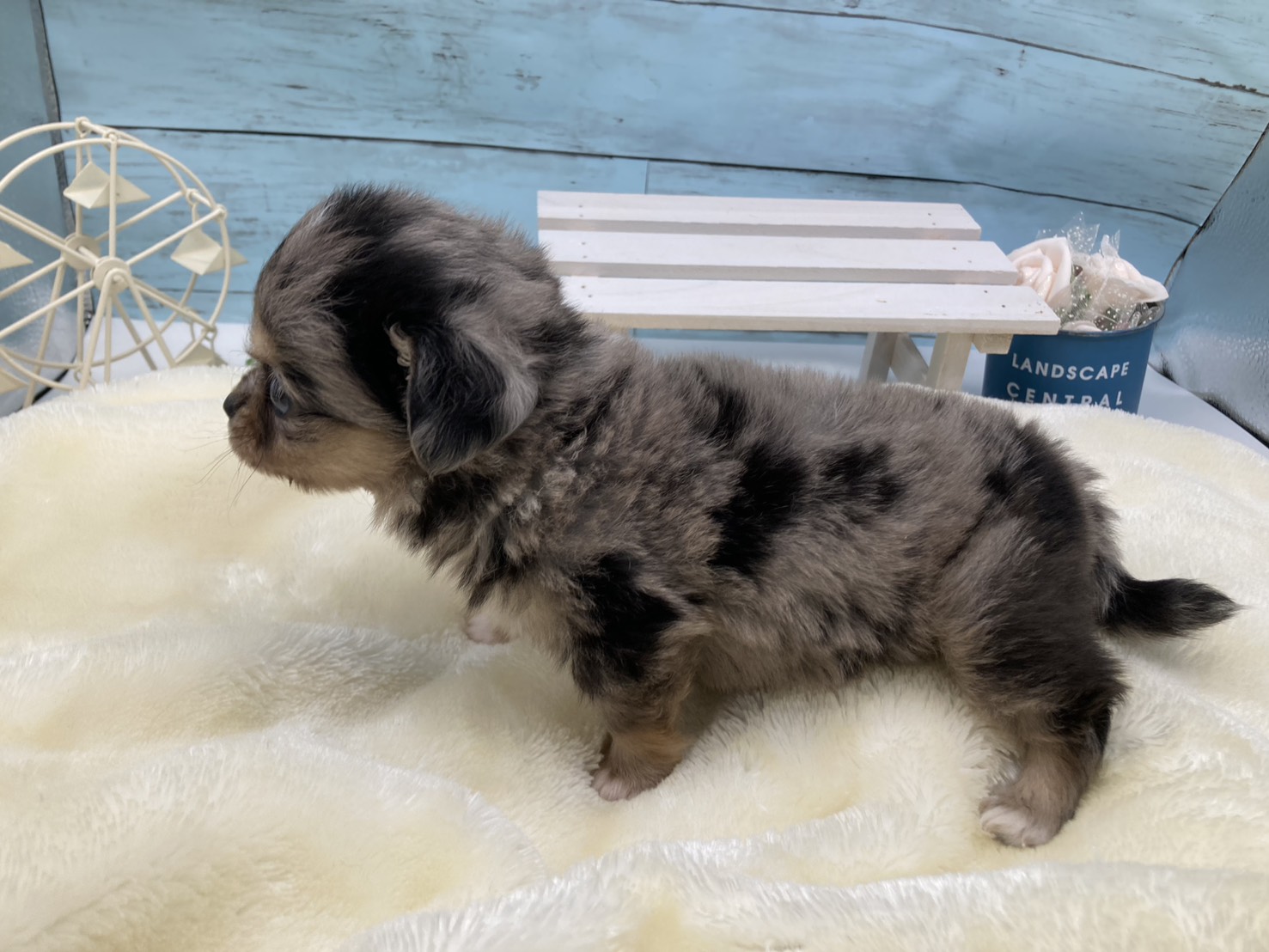 静岡県のチワワ(ロング) (ペッツワン藤枝店/2026年1月24日生まれ/男の子/ブルーマールホワイト)の子犬の2枚目の画像