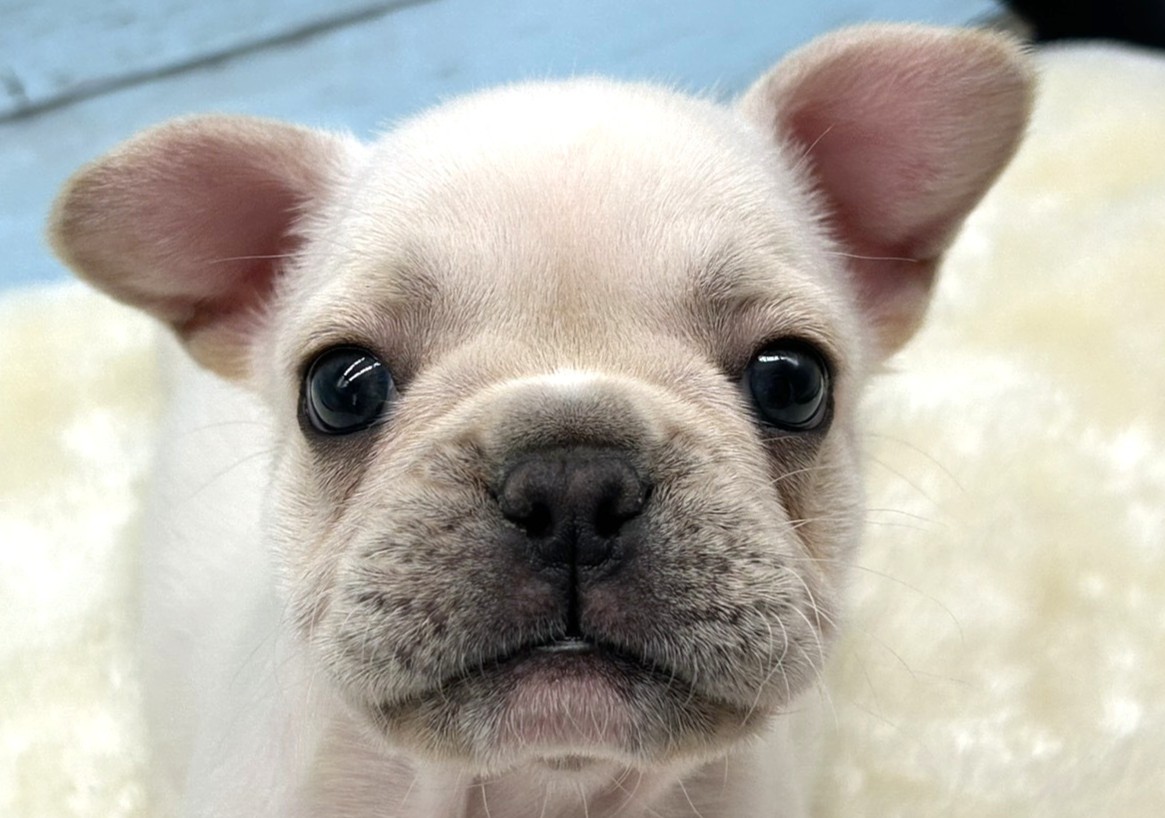 静岡県のフレンチブルドッグ (ペッツワン藤枝店/2025年11月30日生まれ/女の子/クリーム)の子犬の1枚目の画像