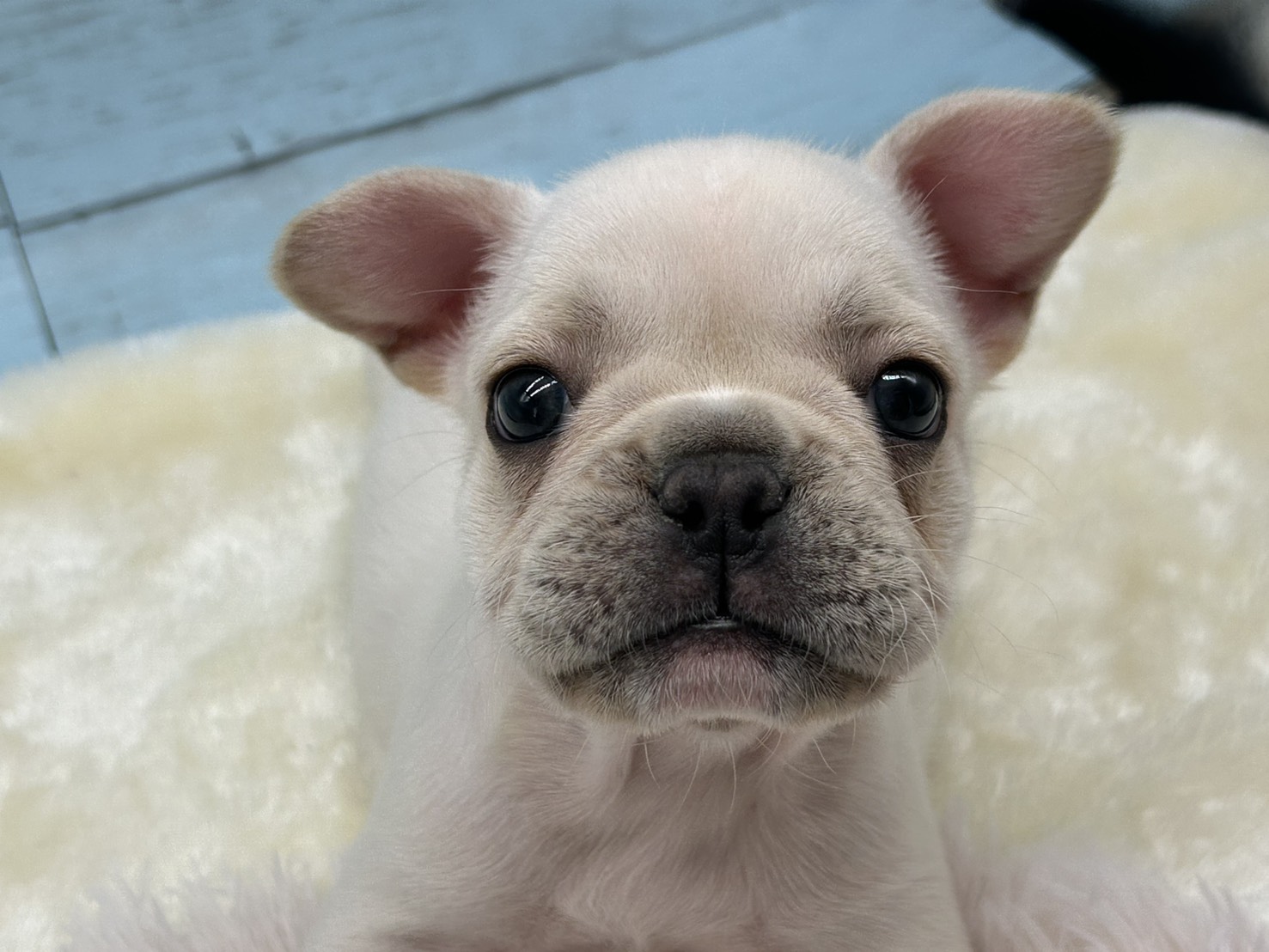 静岡県のフレンチブルドッグ (ペッツワン藤枝店/2025年11月30日生まれ/女の子/クリーム)の子犬の3枚目の画像