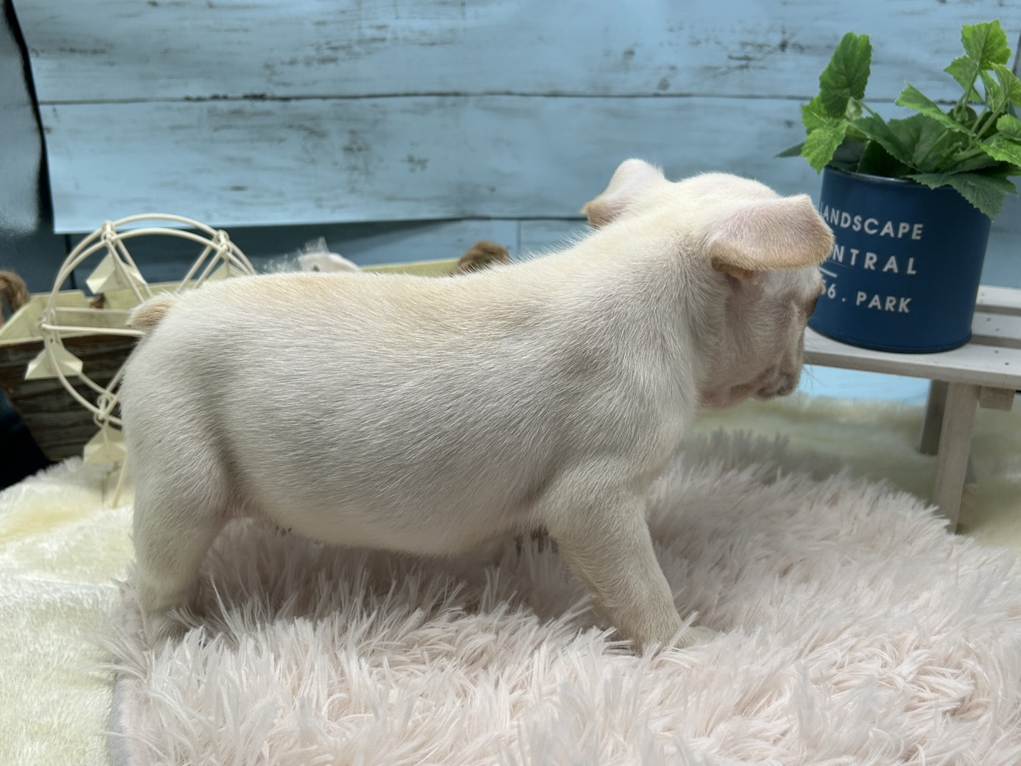 静岡県のフレンチブルドッグ (ペッツワン藤枝店/2025年11月30日生まれ/女の子/クリーム)の子犬の2枚目の画像