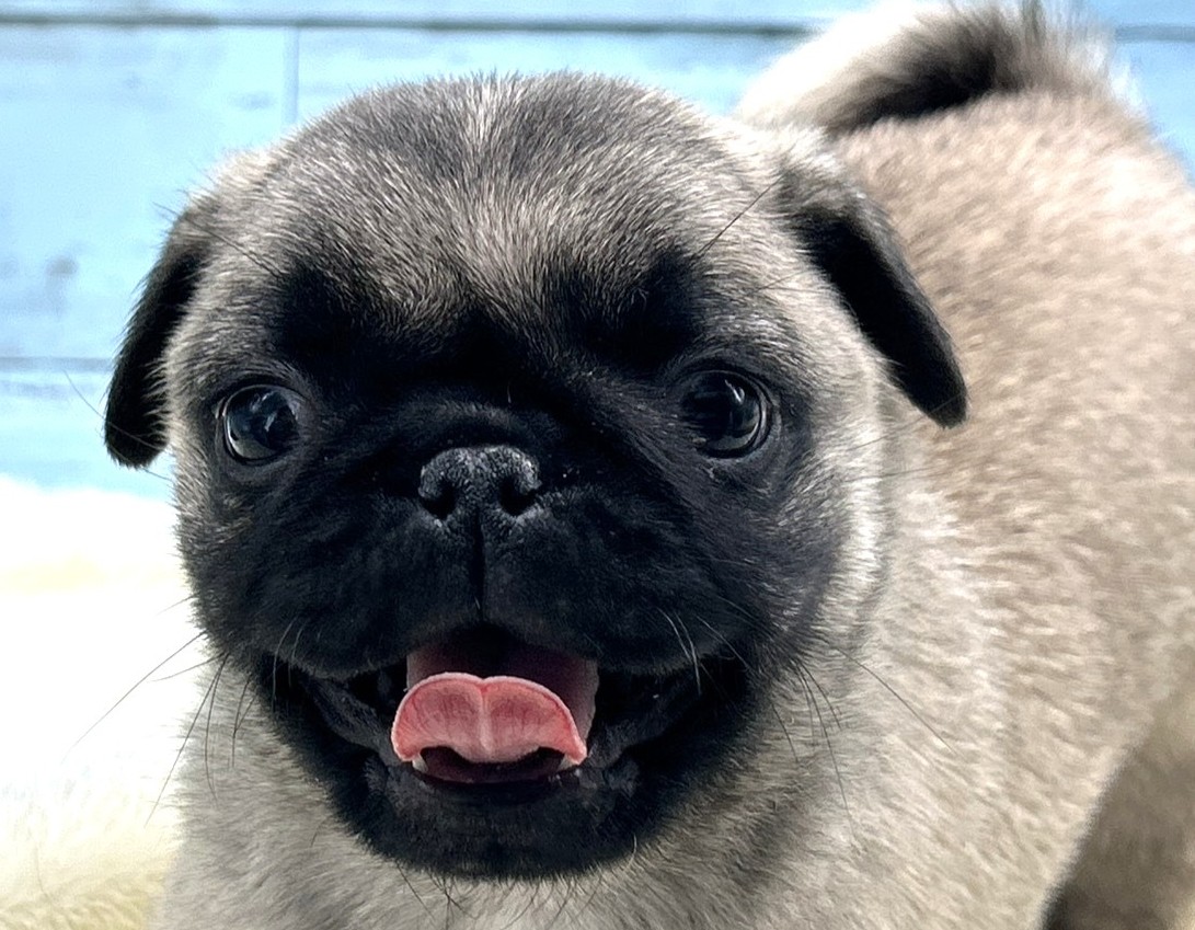 静岡県のパグ (ペッツワン藤枝店/2025年11月26日生まれ/男の子/その他色)の子犬