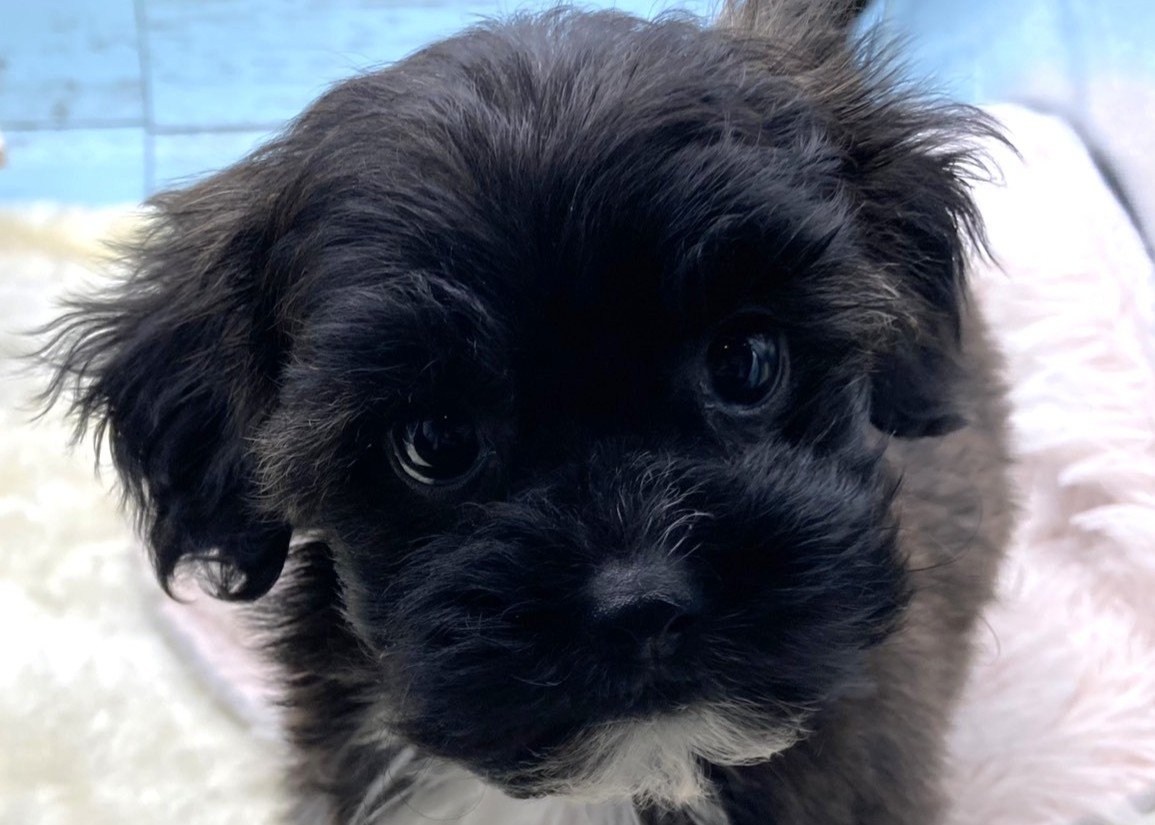 静岡県のハーフ犬・ミックス犬 (ペッツワン藤枝店/2026年1月1日生まれ/女の子/フォーンホワイト)の子犬