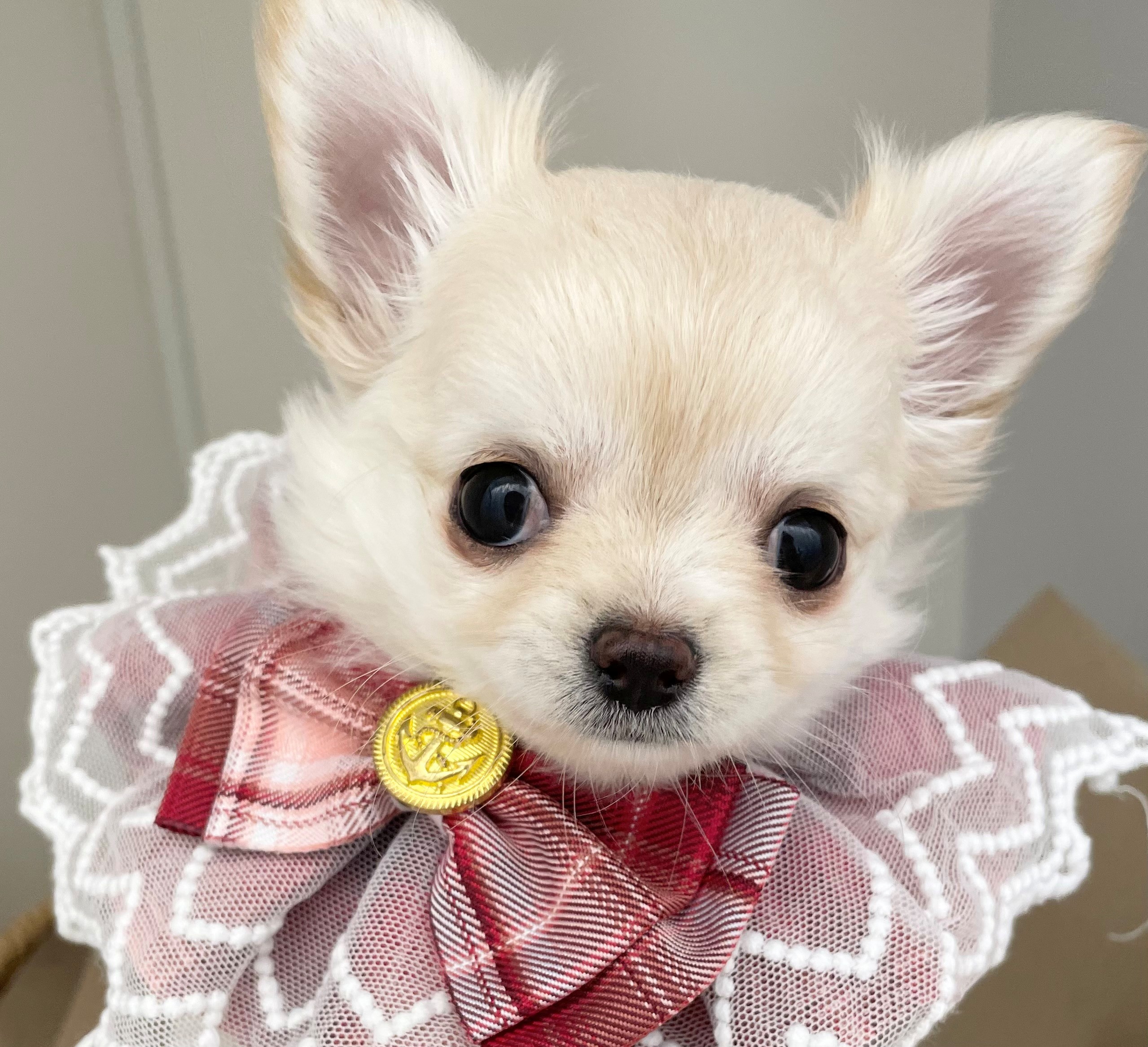 岐阜県のチワワ(ロング) (ペッツワン可児店/2025年9月17日生まれ/女の子/クリーム)の子犬の1枚目の画像