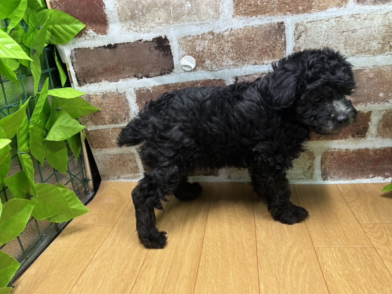 福島県のトイプードル(トイ) (ペッツワン白河モール店/2026年1月14日生まれ/女の子/シルバー)の子犬の2枚目の画像