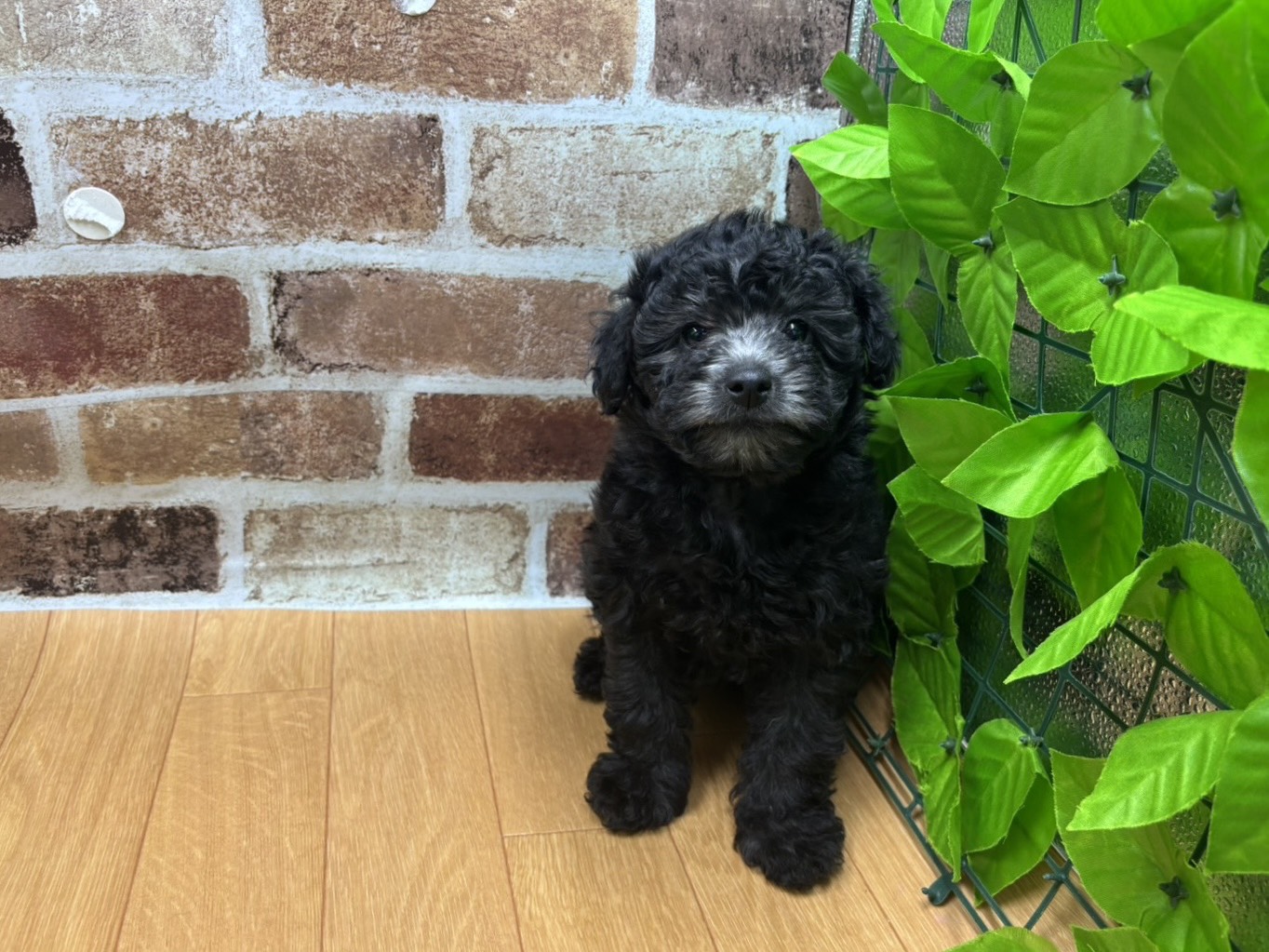 福島県のトイプードル(トイ) (ペッツワン白河モール店/2026年1月14日生まれ/女の子/シルバー)の子犬の1枚目の画像