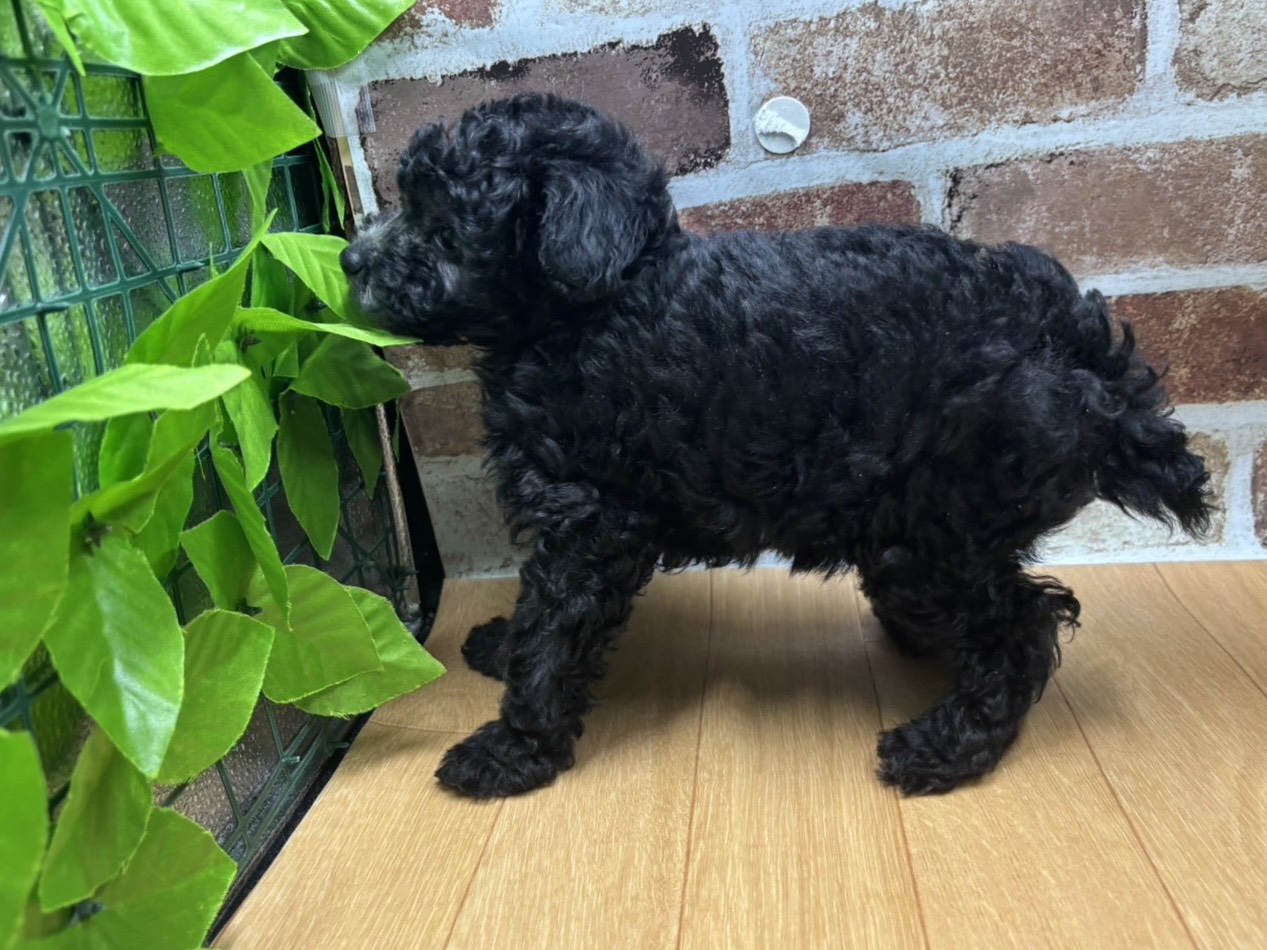 福島県のトイプードル(トイ) (ペッツワン白河モール店/2026年1月14日生まれ/女の子/シルバー)の子犬の3枚目の画像