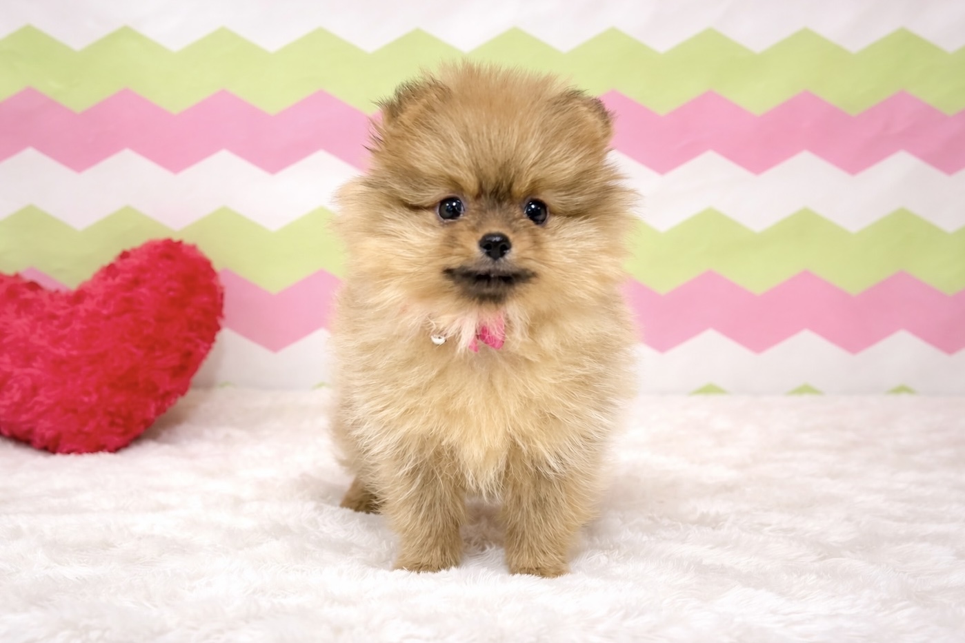 兵庫県のポメラニアン (ペッツワン神戸深江浜店/2026年1月19日生まれ/女の子/オレンジ)の子犬