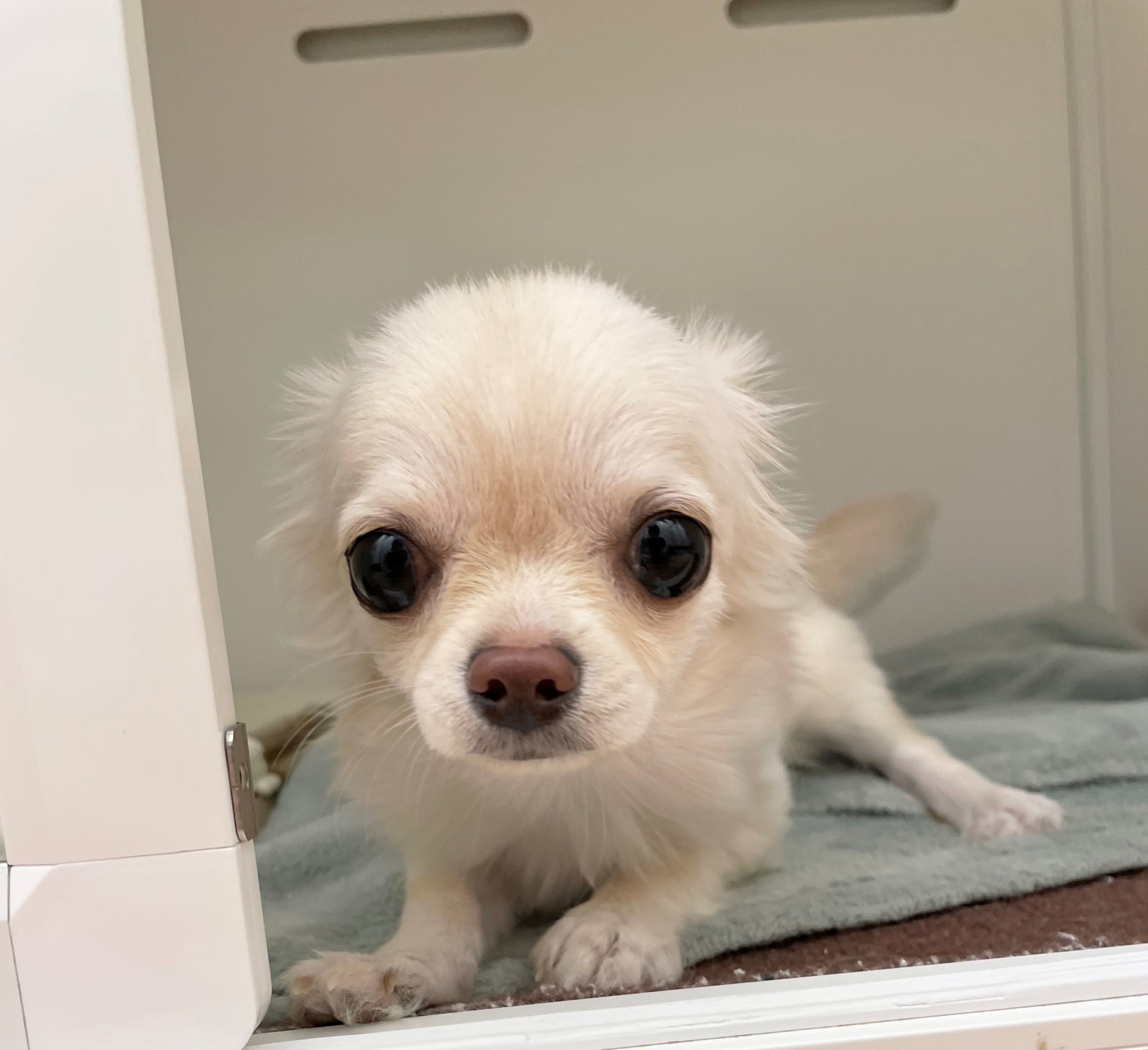 岐阜県のチワワ(ロング) (ペッツワン可児店/2025年9月17日生まれ/女の子/クリーム)の子犬の2枚目の画像