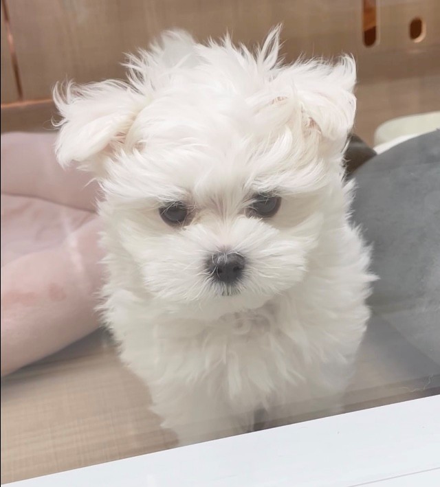 岐阜県のマルチーズ (ペッツワン可児店/2026年1月10日生まれ/男の子/ホワイト)の子犬の2枚目の画像