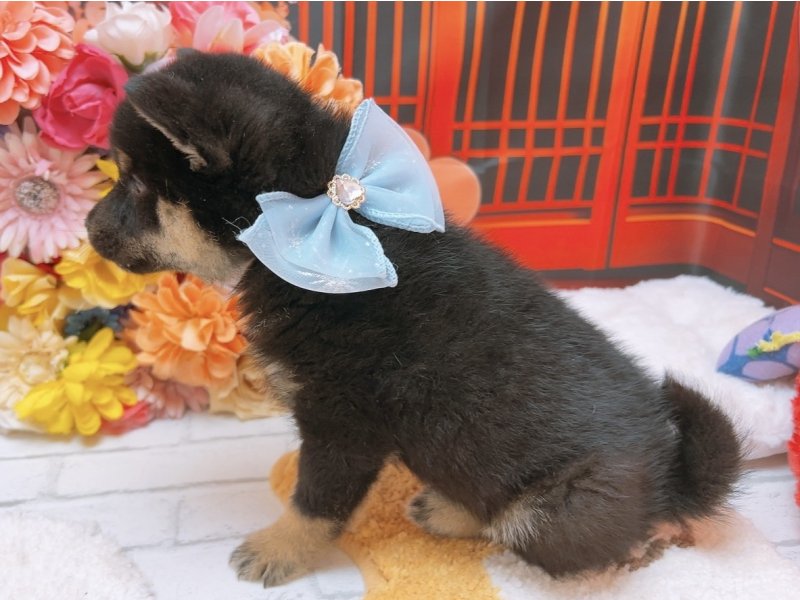 愛知県の柴犬(標準サイズ) (ペッツワン豊田四郷店/2025年11月15日生まれ/男の子/黒)の子犬の3枚目の画像