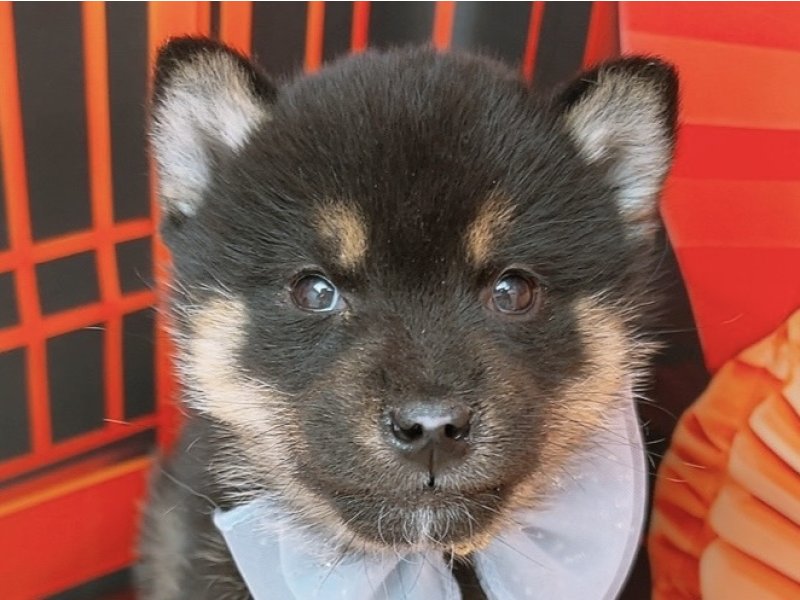 愛知県の柴犬(標準サイズ) (ペッツワン豊田四郷店/2025年11月15日生まれ/男の子/黒)の子犬