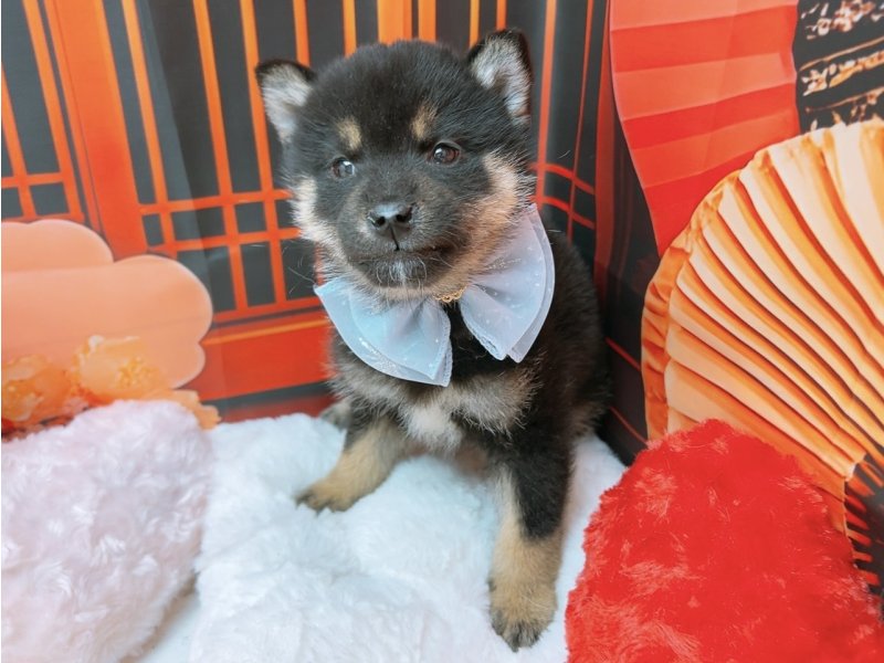 愛知県の柴犬(標準サイズ) (ペッツワン豊田四郷店/2025年11月15日生まれ/男の子/黒)の子犬の2枚目の画像