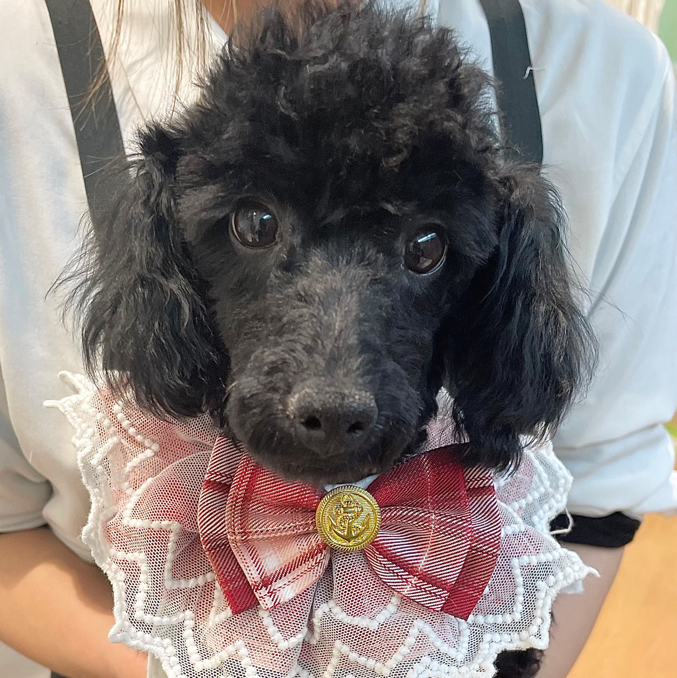 岐阜県のトイプードル(トイ) (ペッツワン可児店/2025年10月23日生まれ/女の子/ブラック)の子犬