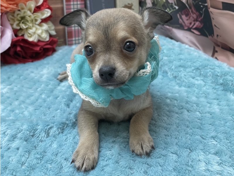 愛知県のハーフ犬・ミックス犬 (ペッツワン豊田四郷店/2025年11月5日生まれ/男の子/フォーン)の子犬の2枚目の画像