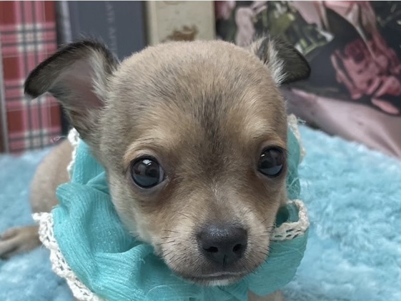 愛知県のハーフ犬・ミックス犬 (ペッツワン豊田四郷店/2025年11月5日生まれ/男の子/フォーン)の子犬の1枚目の画像