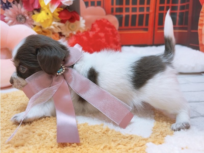 愛知県のチワワ(ロング) (ペッツワン豊田四郷店/2025年11月23日生まれ/男の子/チョコレートタンホワイト)の子犬の3枚目の画像