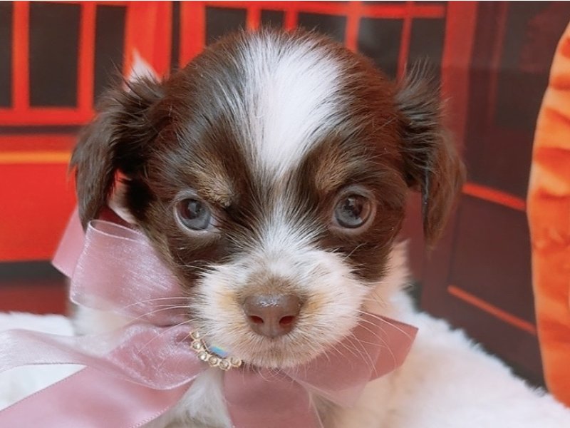 愛知県のチワワ(ロング) (ペッツワン豊田四郷店/2025年11月23日生まれ/男の子/チョコレートタンホワイト)の子犬