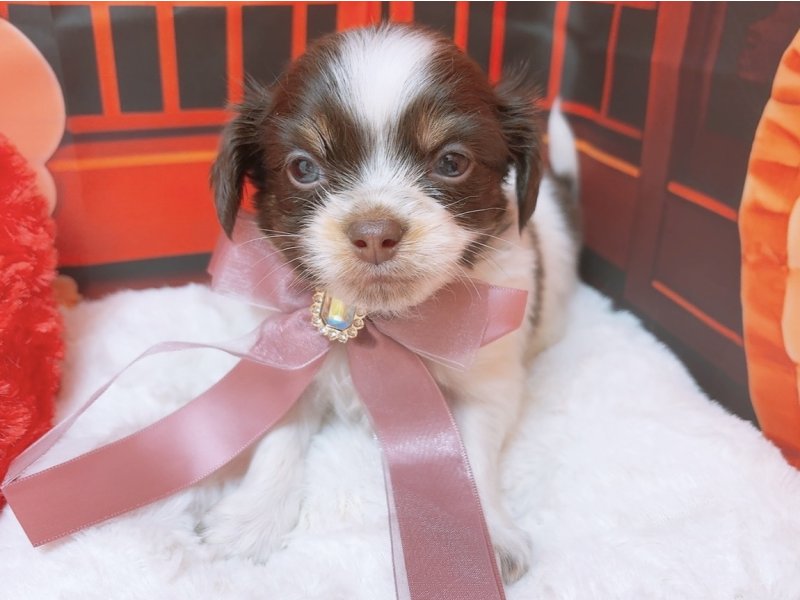 愛知県のチワワ(ロング) (ペッツワン豊田四郷店/2025年11月23日生まれ/男の子/チョコレートタンホワイト)の子犬の2枚目の画像