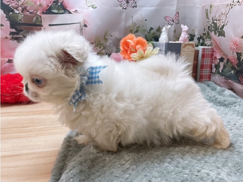 愛知県のペキニーズ (ペッツワン豊田四郷店/2025年11月30日生まれ/男の子/ホワイト)の子犬の3枚目の画像