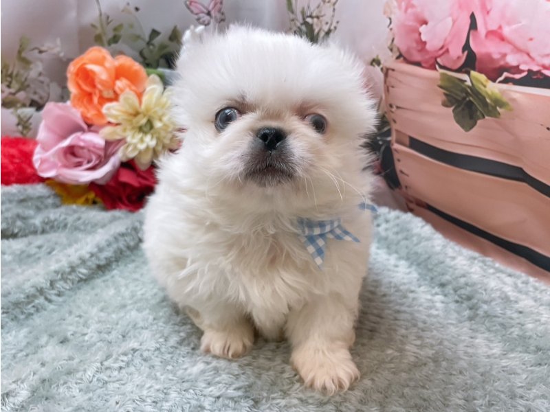 愛知県のペキニーズ (ペッツワン豊田四郷店/2025年11月30日生まれ/男の子/ホワイト)の子犬の2枚目の画像