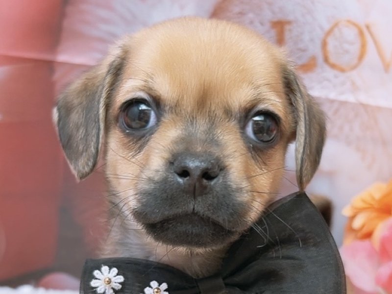 愛知県のハーフ犬・ミックス犬 (ペッツワン豊田四郷店/2026年1月9日生まれ/男の子/フォーン)の子犬の1枚目の画像